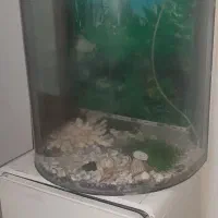 آکواریوم شیشه خم