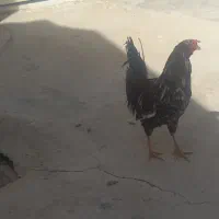 خروس گلین