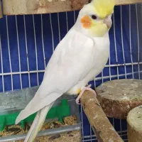 عروس هلندی لوتینو