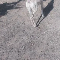 کهره و بز|حیوانات مزرعه|میناب, |دیوار