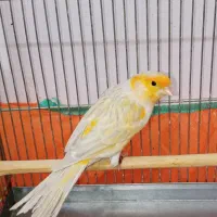 تعدادی قناری نر قرص بخون مست در رنگ های مختلف