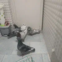 خدمت عشق بازان پنچ عدد کبوتر قلدر ضمانت همه چی|پرنده|نیشابور, ابراهیم ادهم|دیوار