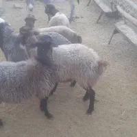 قوچوبره نر مهربان اصیل|حیوانات مزرعه|شیرین‌سو, |دیوار