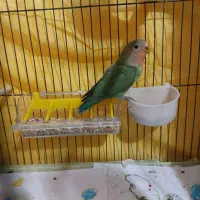 جفت طوطی کوتوله برزیلی مولد|پرنده|قم, علی آباد سعدگان|دیوار