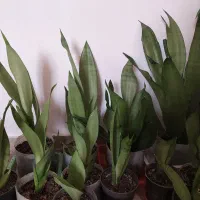 سانسوریا مهتابی