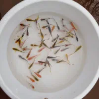 ماهی کوی و غذای ماهی و ارتمیا