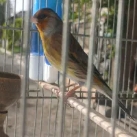 سهره قناری قرص در تهران شهریار