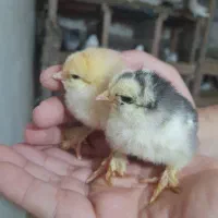 جوجه برهما و لهستانی تخم مرغ