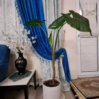 گل بابا آدم