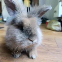 خرگوش جرسی لوپ