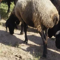 فروش میش|حیوانات مزرعه|بشاریات, |دیوار