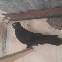 کفتر|پرنده|کاشان, شهید زجاجی|دیوار