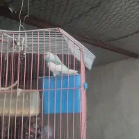 مرغ عشق