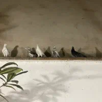 کبوتر|پرنده|رشت, دیلمان|دیوار