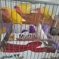 طوطی برزیلی