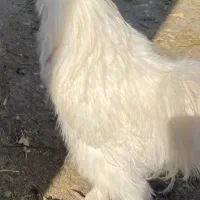 مولد ابریشم|حیوانات مزرعه|جهرم, |دیوار