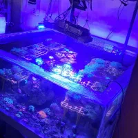 آکواریوم فارم مرجانی|ماهی|شیراز, صنایع الکترونیک|دیوار