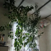سه عدد گل|گل و گیاه طبیعی|افشار, |دیوار
