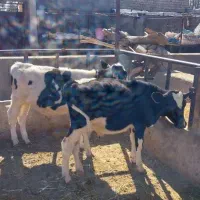 دو تا گوساله سوپر هلشتاین