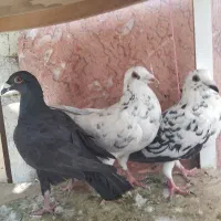 سه تا جوجی نر|پرنده|شیراز, محراب|دیوار