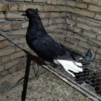 کبوتر.دم‌سفیدماده