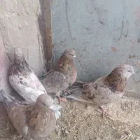 ۴عددسوربازیکن نر