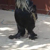 فروش خروس لاری و تزیینی مرغ جوجه|حیوانات مزرعه|کوار, |دیوار