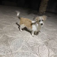 سگ پا کوتاه