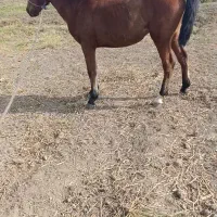 اسب|اسب و تجهیزات اسبسواری|پارسآباد, |دیوار