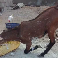 کهره|حیوانات مزرعه|درگهان, |دیوار