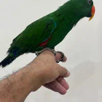 طوطی اکلکتوس|پرنده|گنبد کاووس, |دیوار