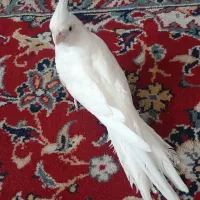 عروس هلندی