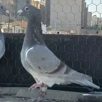 کاکلی یا تاجی پلاکی نر|پرنده|شیراز, لاله|دیوار