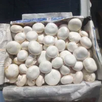 فروش عمده قارچ دکمه ای با کیفیت بالا