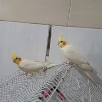عروس هلندی لوتینو نر و ماده جوان|پرنده|قم, چهل درخت‎|دیوار