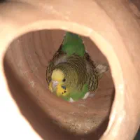 جفت مولد روی ۴تخم خوابیده