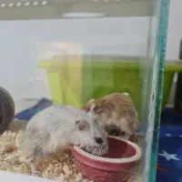 فروش یک جفت همستر زینتی + وسایل کامل