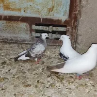 کبوترفروشی