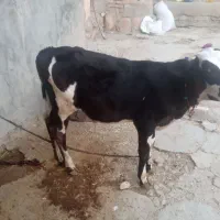 گوساله نر