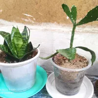 سالم سالم ریشه دارباهم 120مقطوع