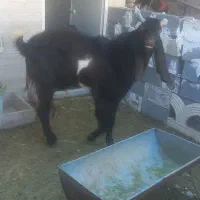 فروش یک راس چبش پاکستانی