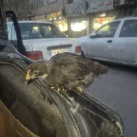 جوجه بلک استار مشکی یک ماهه سالم