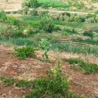 فروش فوری باغ و زمین کشاورزی