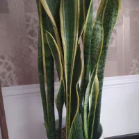 سانسوریا و زاموفیلیا|گل و گیاه طبیعی|قم, امامزاده ابراهیم|دیوار