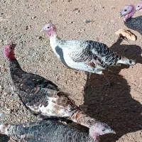 بوقلمون محلی واکسن زده وتمیز وسرحال