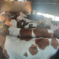 خرید و فروش گوساله|حیوانات مزرعه|بندر ترکمن, |دیوار