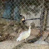 جوجه طاووس|پرنده|تهران, بهارستان|دیوار