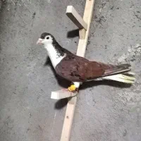 کفتر