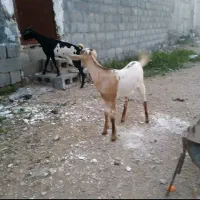 فروش گوسفند