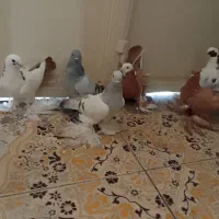 پاپر وترکیه